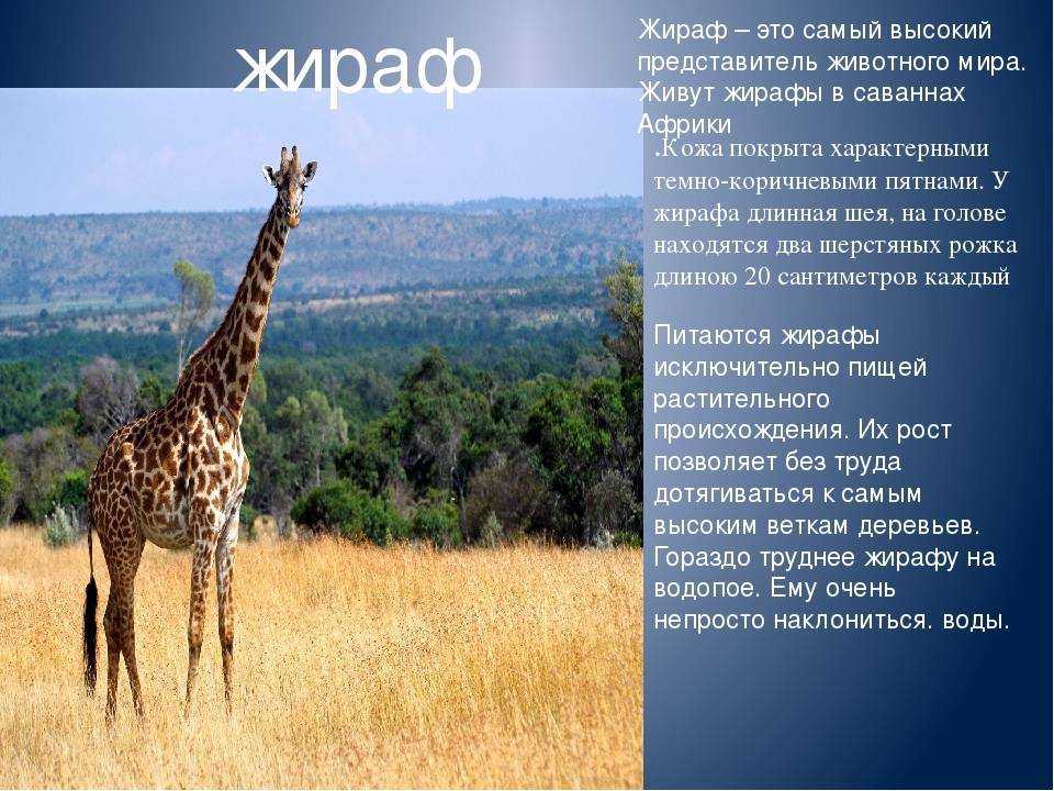 Проект о жирафе