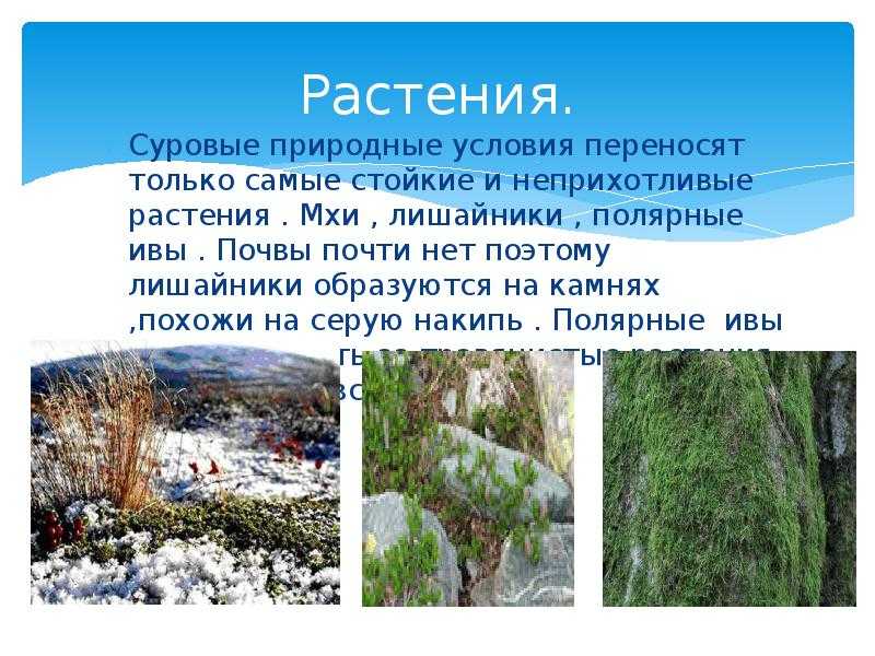 Какие острова и материки омывает северный ледовитый океан