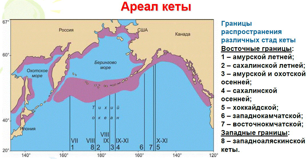 Соленость охотского. Семга ареал обитания. Ареал обитания кеты. Ареал обитания кеты на карте. Распространение лососевых.