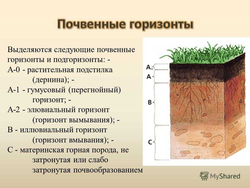 Какой вывод об образцах почв можно сделать в результате этого опыта