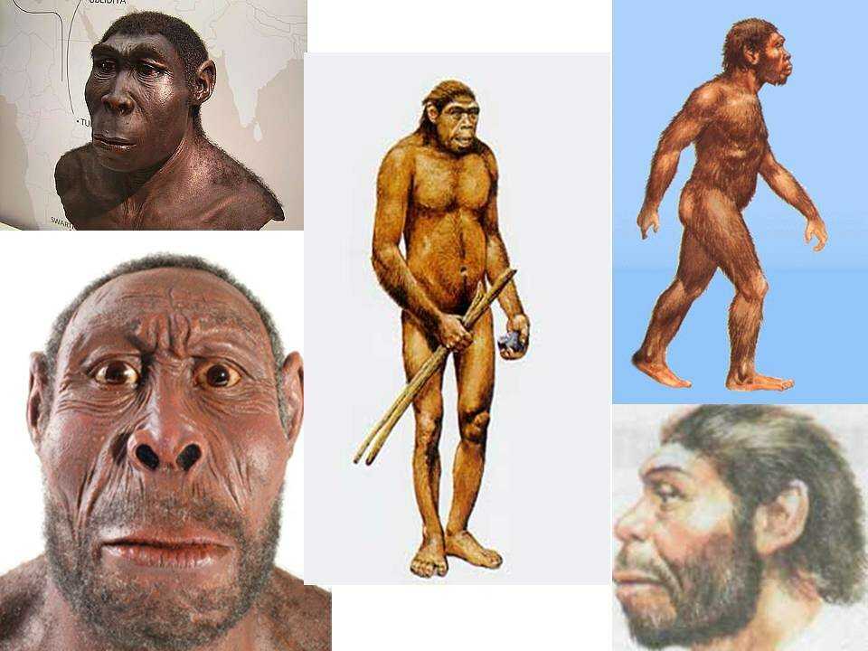 Человек обезьяна название. Питекантроп неандерталец сапиенс. Хомо сапиенс австралопитек Эволюция. Австралопитек неандерталец хомо сапиенс. Эволюция Дарвин хомо.