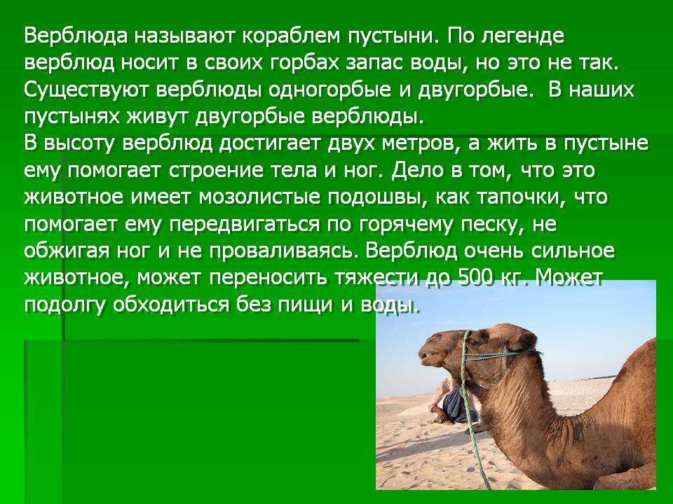 Лет живет верблюд. Информация о верблюде. Интересные интересные факты о верблюдах. Доклад про верблюда. Верблюд интересная информация.