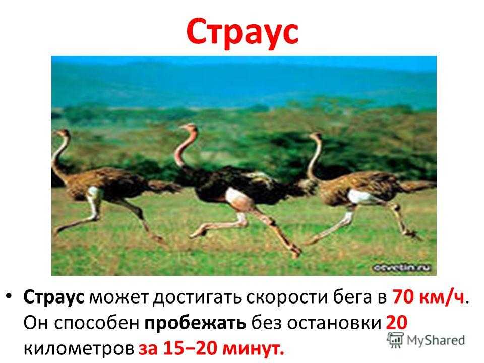 ᐉ обзоры пород страусов: названия, описание и фотографии - zookovcheg.ru