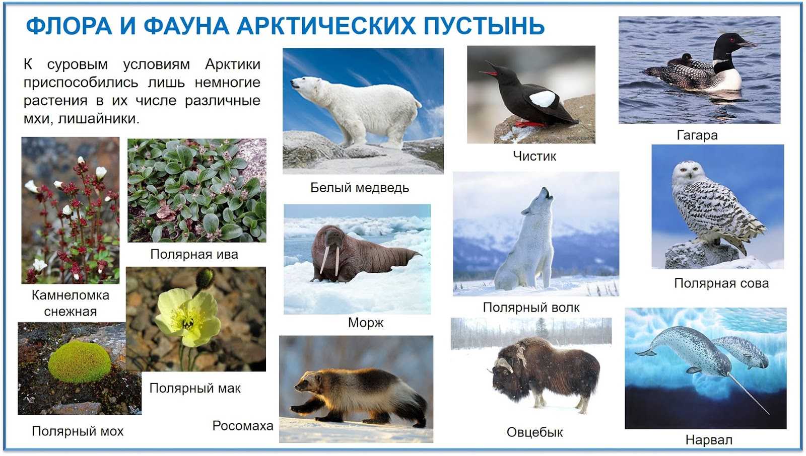 Арктические пустыни россии. географическое положение, карта, климат, животный, растительный мир