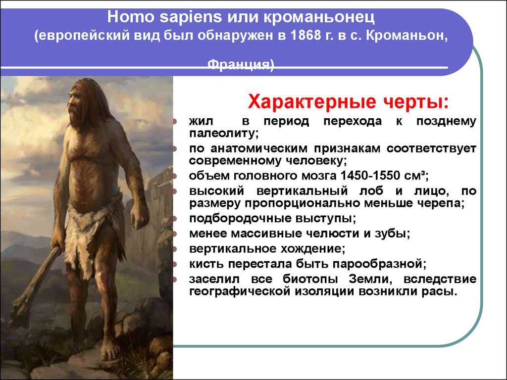 Особенности строения неандертальца. Кроманьонец ( homo sapiens). Человек разумный кроманьонец характеристика. Кроманьонцы появились. Люди современного типа кроманьонцы.
