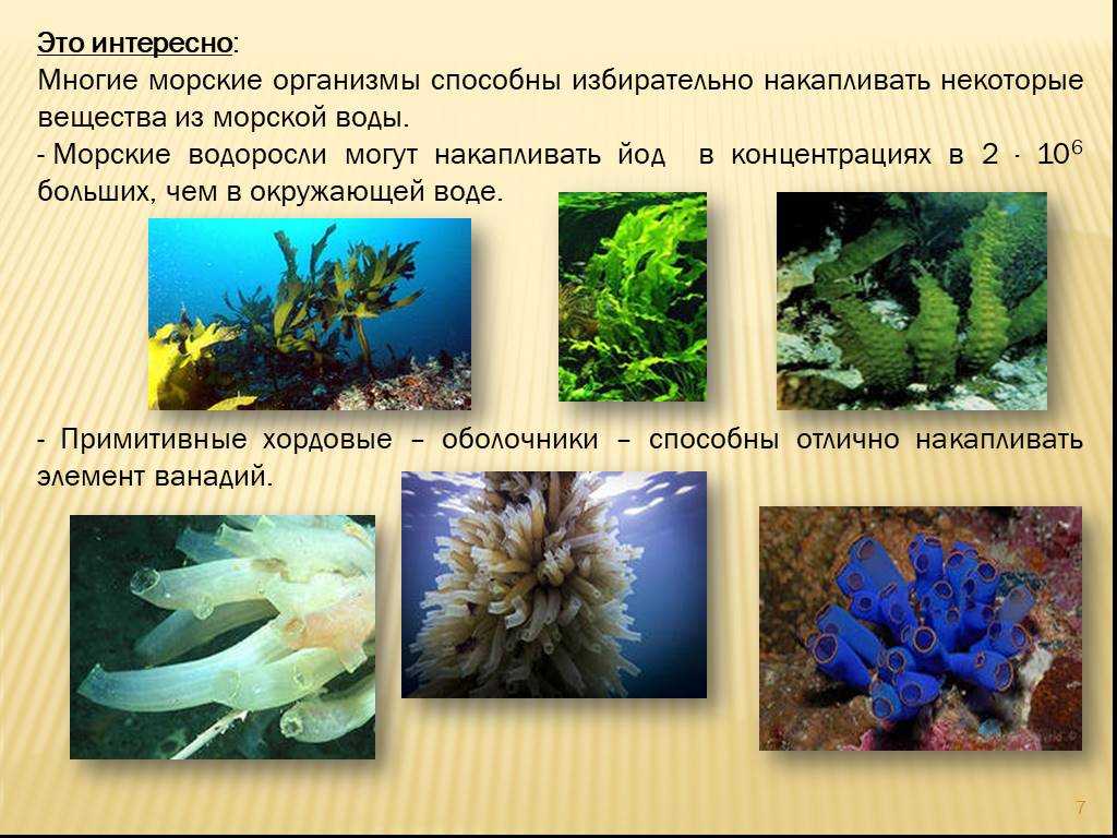 Факты о водорослях. Интересные факты о водорослях. Интересные факты о морских водорослях. Морские организмы водоросли. Необычные факты о водорослях.