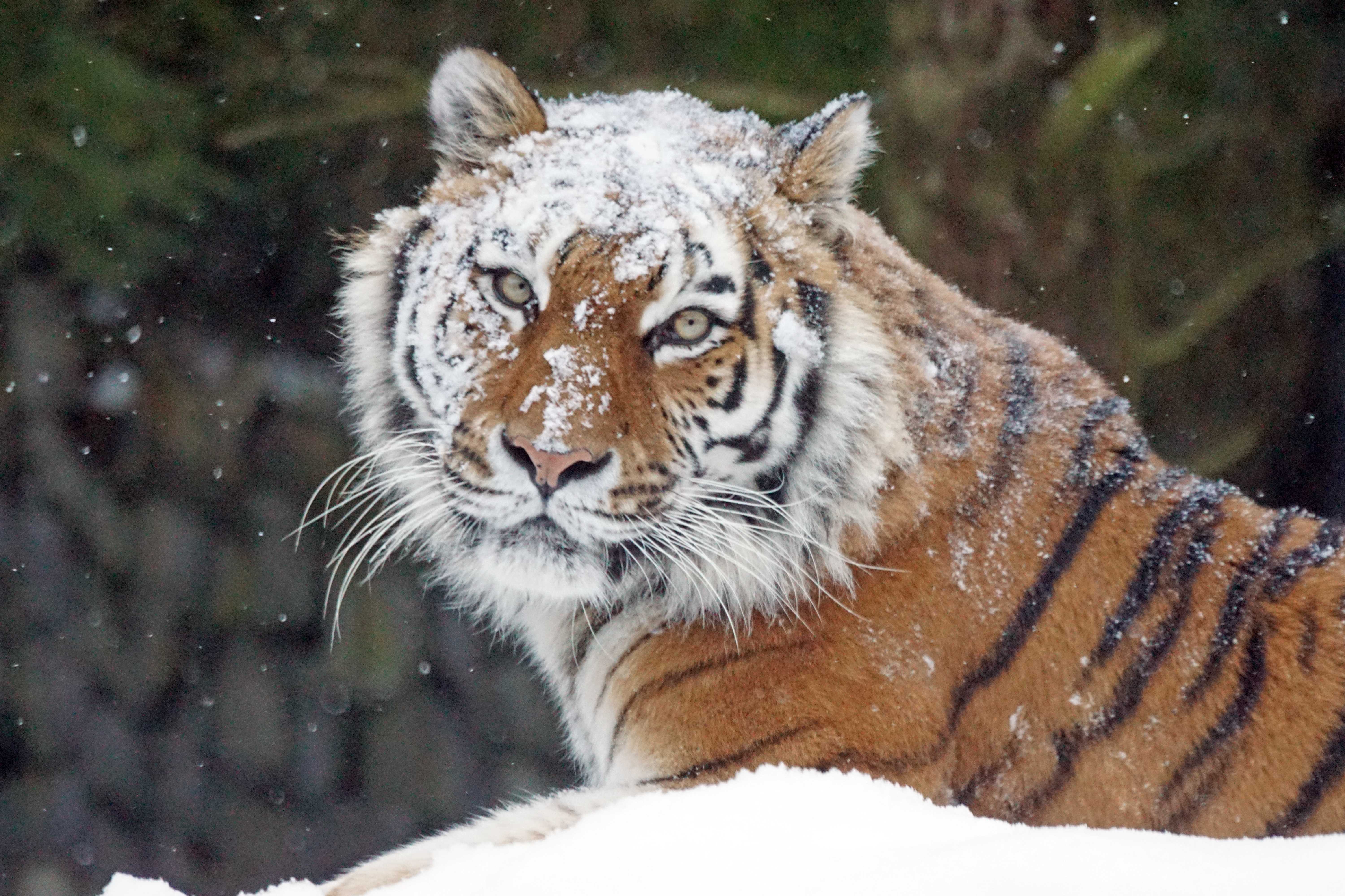 Амурский тигр panthera tigris altaica