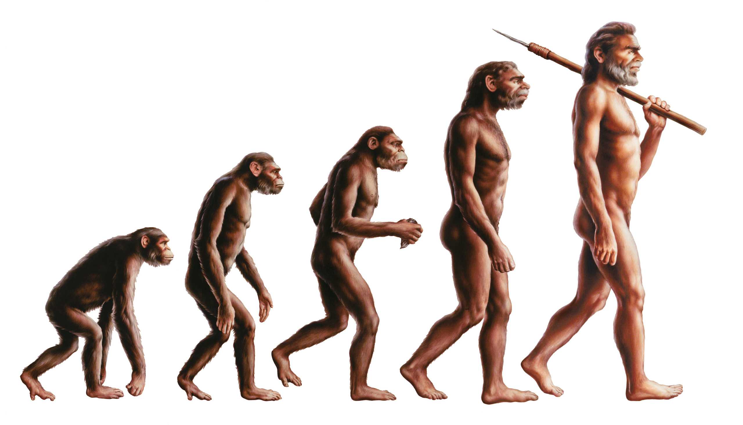 Эволюция Дарвин хомо
