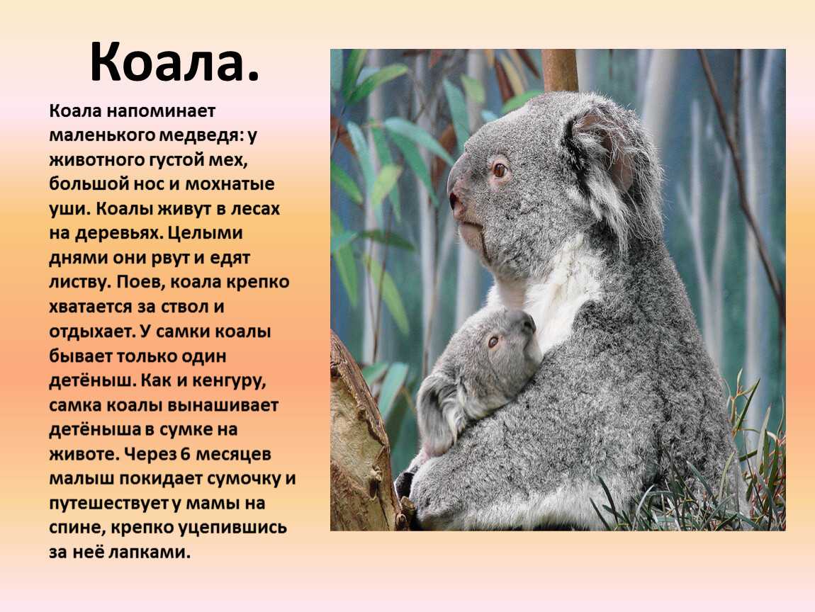 Коала презентация 7 класс