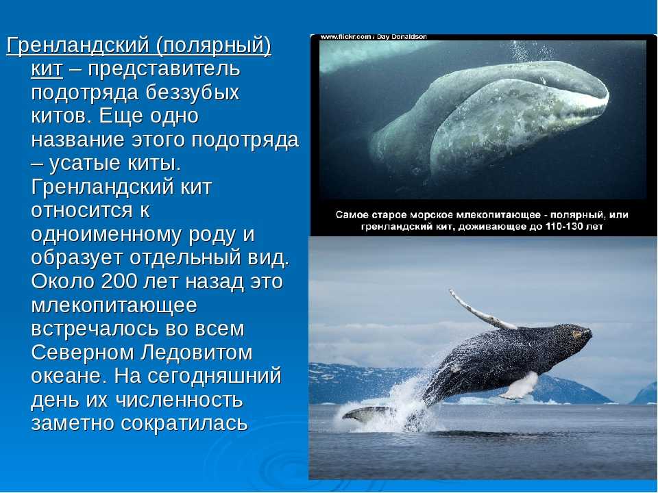 Рассказ про синего. Гренландский кит ареал обитания. Гренландский кит в Арктике. Арктическая пустыня Гренландский кит. Гренландский кит описание для детей 4 класса.