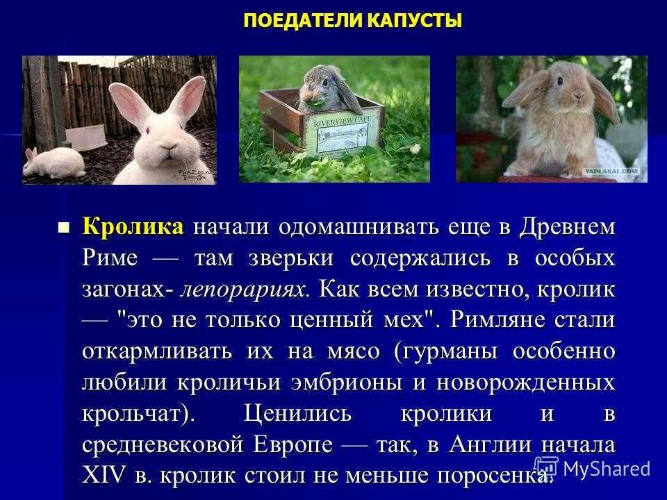 Проект по теме кролиководство
