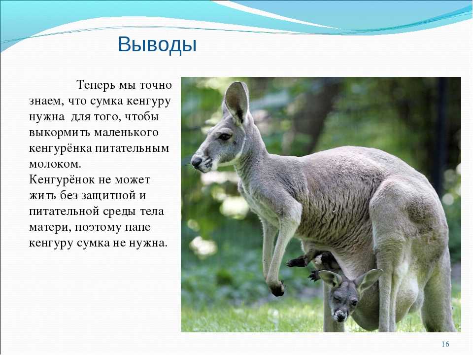 Удивительные факты об австралийских сумчатых животных :: инфониак
