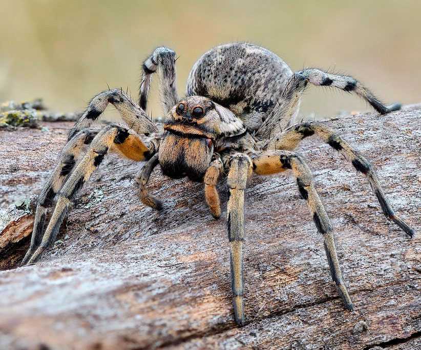 Укус южнорусского тарантула: опасен или нет, что делать при укусе
