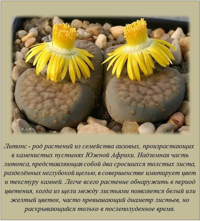 Интересные факты обо всем на свете с картинками